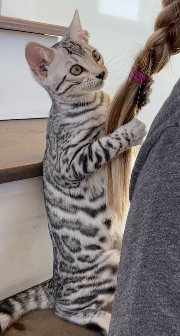 silver bengals for sale near me in texas dallas and austin area